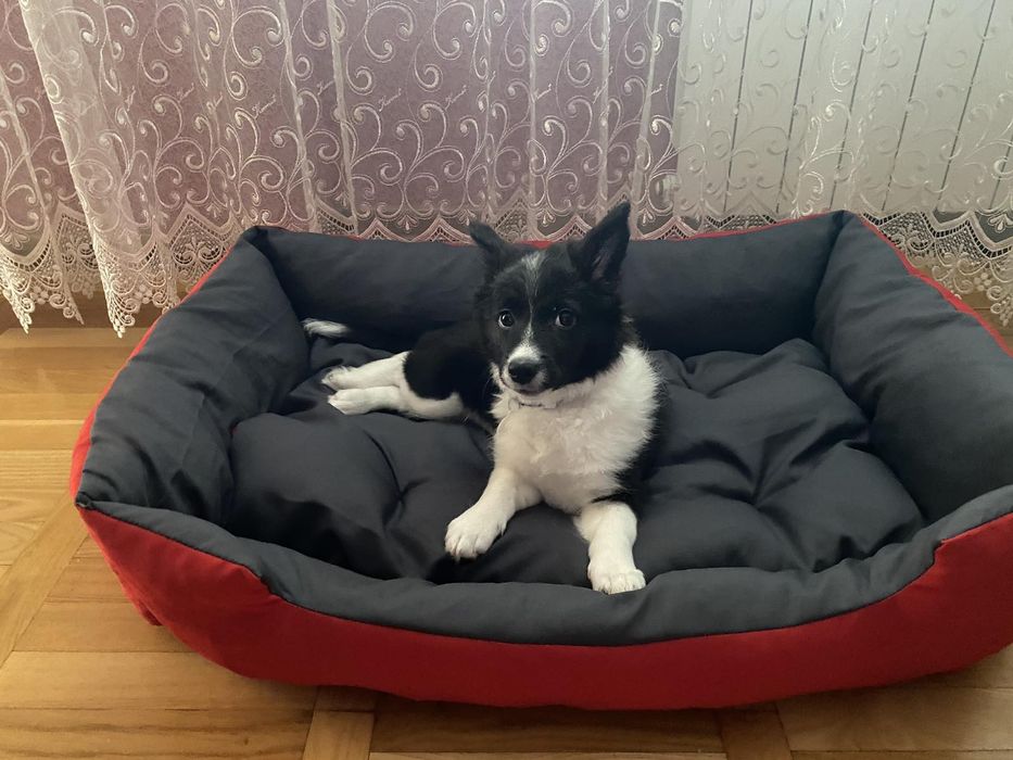 Лежанка для собаки кота лежак автокресло для собак