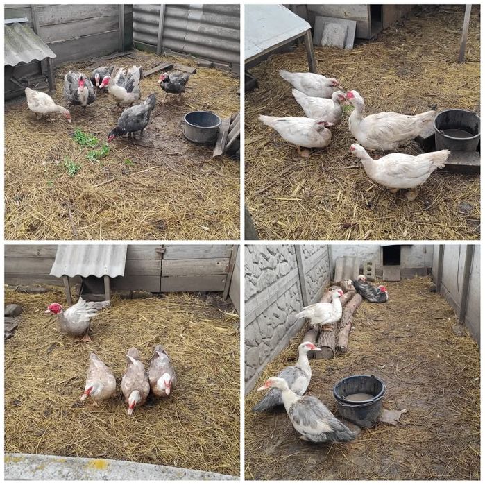 Куры, Петухи. Взрослые, Молодые.  Мускусные утки, селезни. Цесарки.