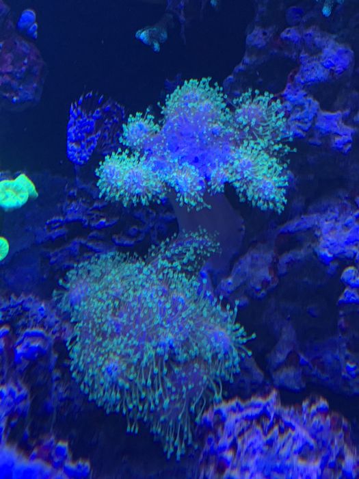 Sarcophyton - green fluo