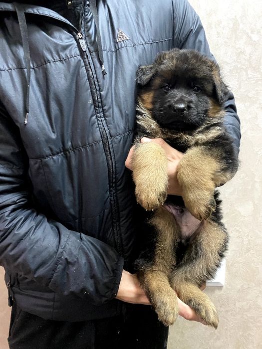 Довгошерстний хлопчик німецької вівчарки ТОП