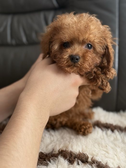 Той пудель тікап .