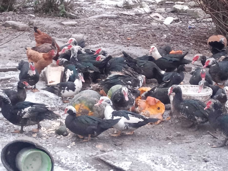 Kaczki Kaczory Sprzedam