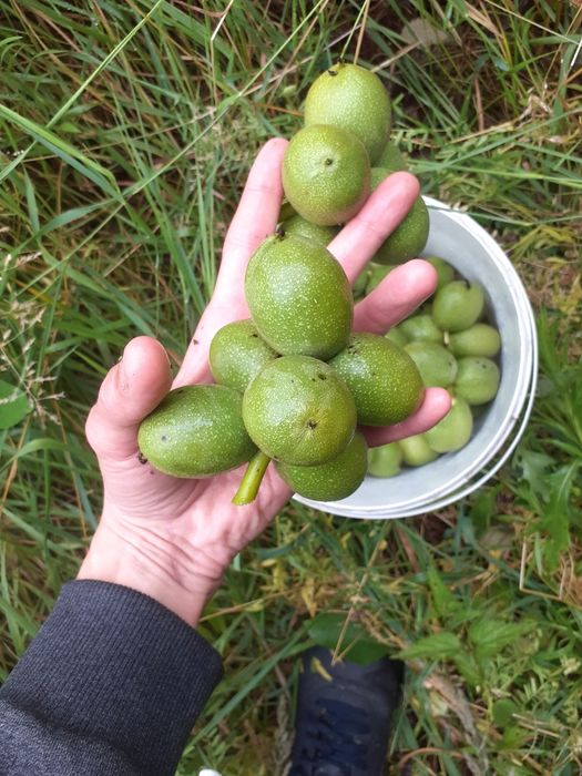 OWOCE Ekologiczne