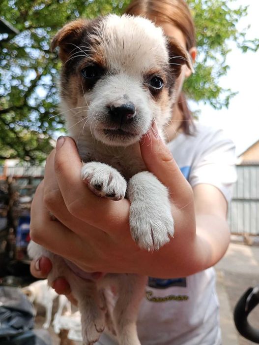 Віддам цуценят в добрі руки