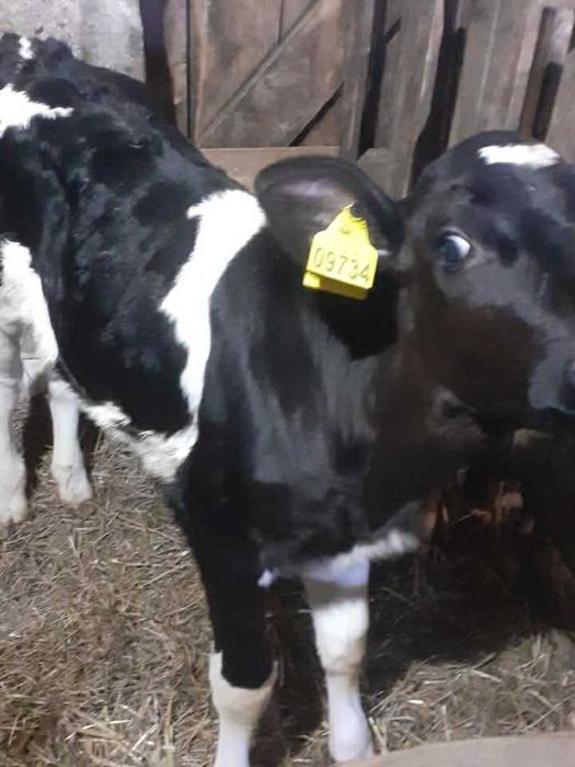 Jałoszka mleczna czarno-biała