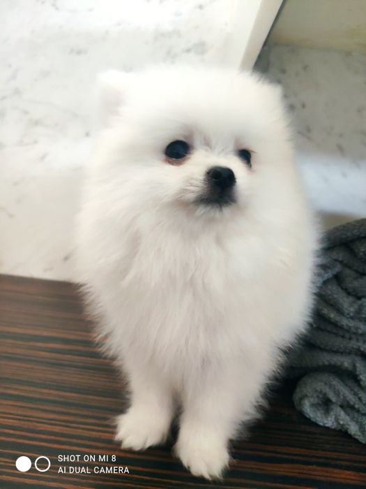 Siptz alemão anão/lulu da pomerânia com lop e afixo branca neve