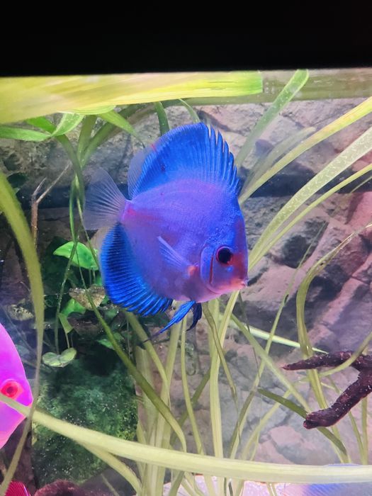 Discu blue diamond 8/9cm