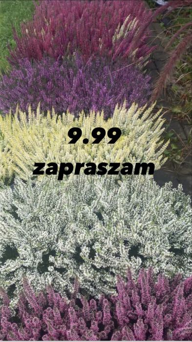 Marchew ziemniak burak rudbekia wrzos