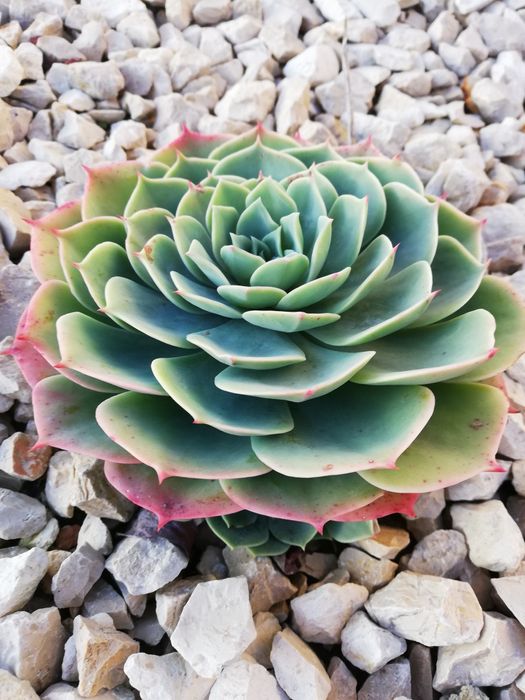 Suculentas varias64585565976835123