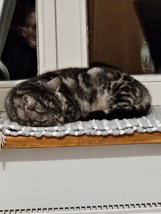 Koty - dom tymczasowy potrzebny na cito