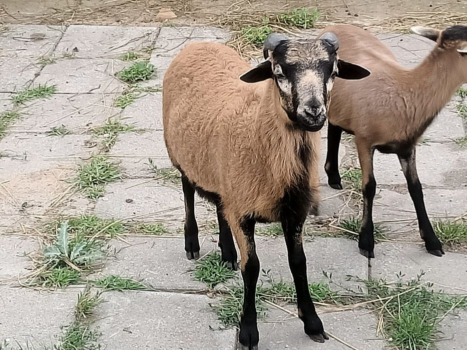 Baran kameruńskie baranek