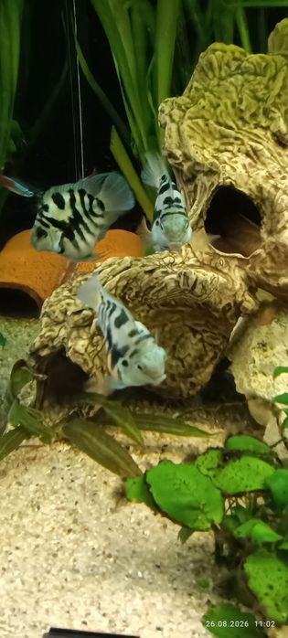 Pielęgnice Papuzie Blue Tiger
