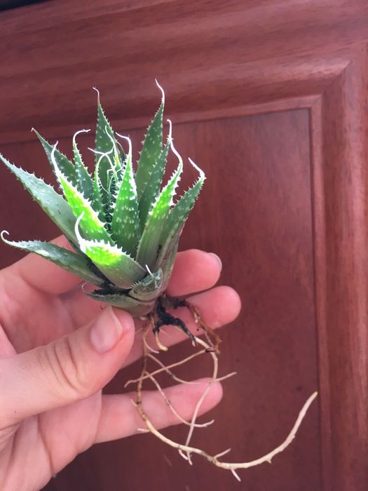 Продам  Алое остисте (Aloe aristata).Звичайне алое