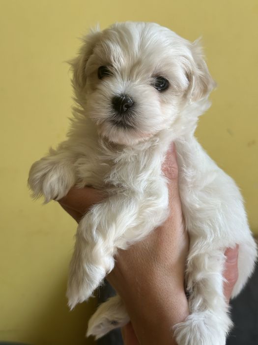 Мальтійська болонка