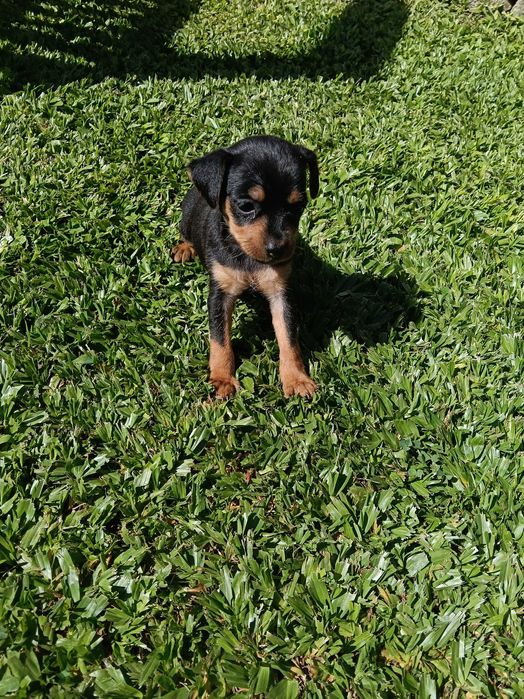 Fêmea pinscher linda