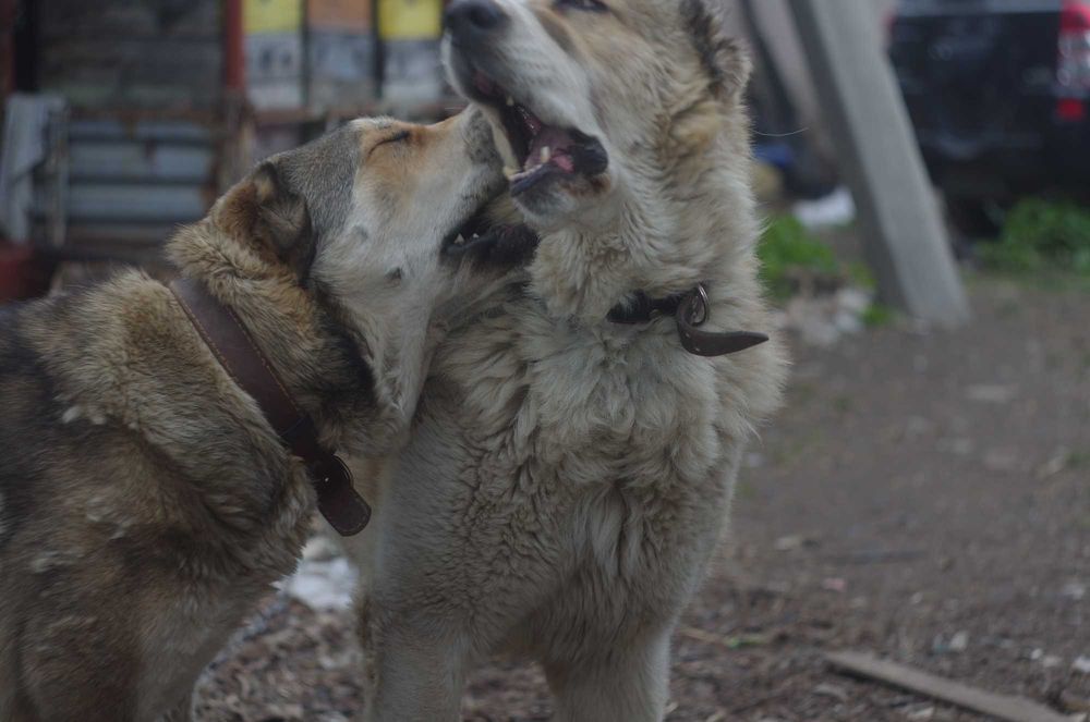 вязка АЛАБАЙ САО  100 гр