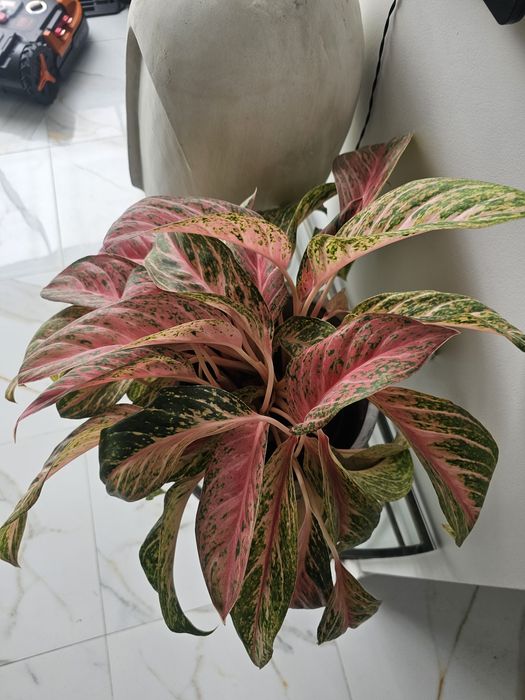 Aglaonema cocomelon kwiat