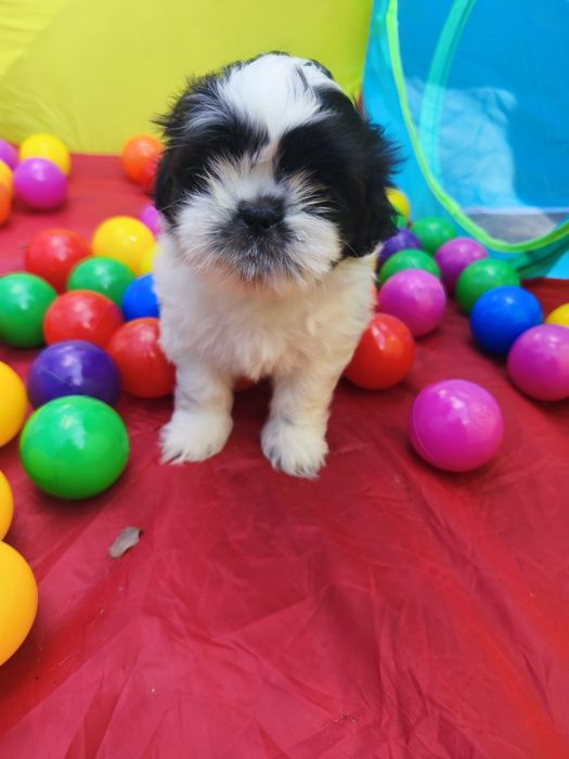 Dwie cudne suczki shih tzu