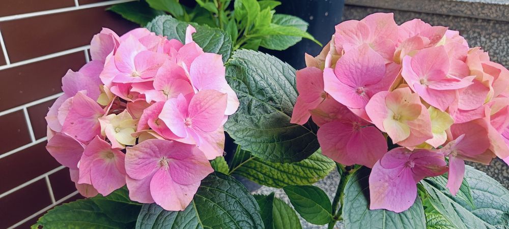 Datury, hortensje, hibiskusy i inne kwiaty ogrodowe
