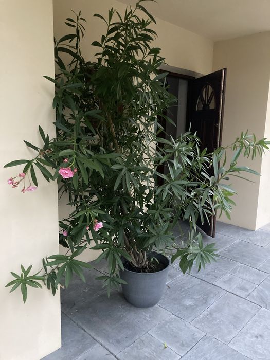 Kwiat oleander pelny pachnacy