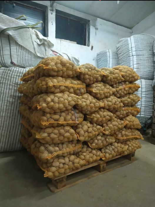 SORAYA Ziemniaki wielkości sadzeniaka