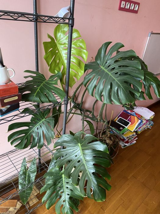 Продам большую монстеру