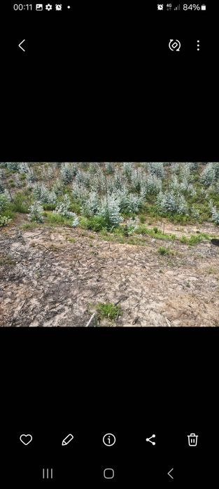 Terreno eucaliptal