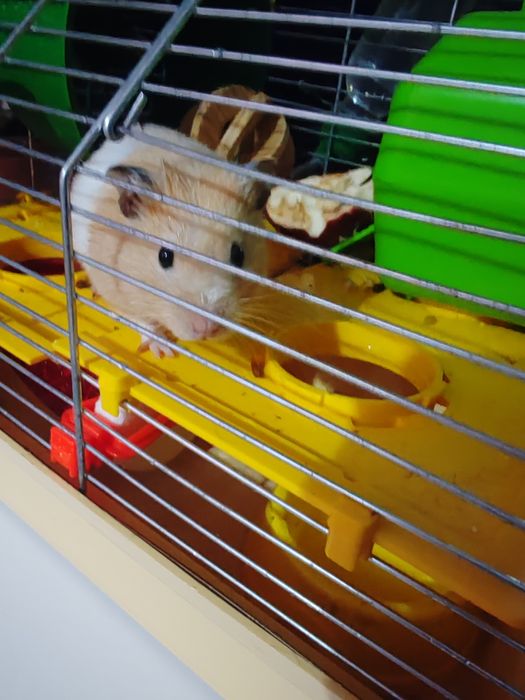 Віддам хомяка хлопчик