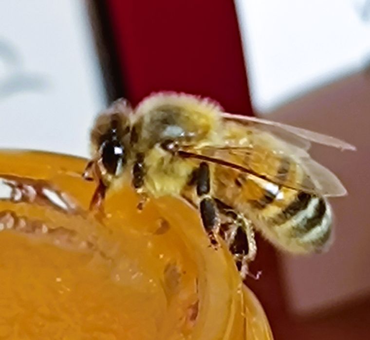 Propolis ekstrakt 20% pojemność 100ml