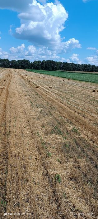 Продам солому, січку в тюках цього року