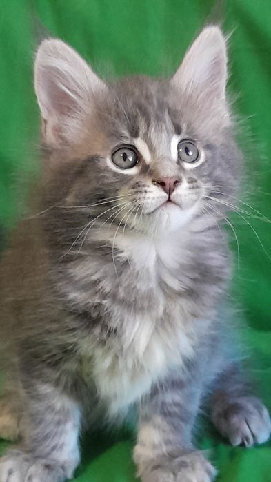 Гарні кошенята мейн кун.