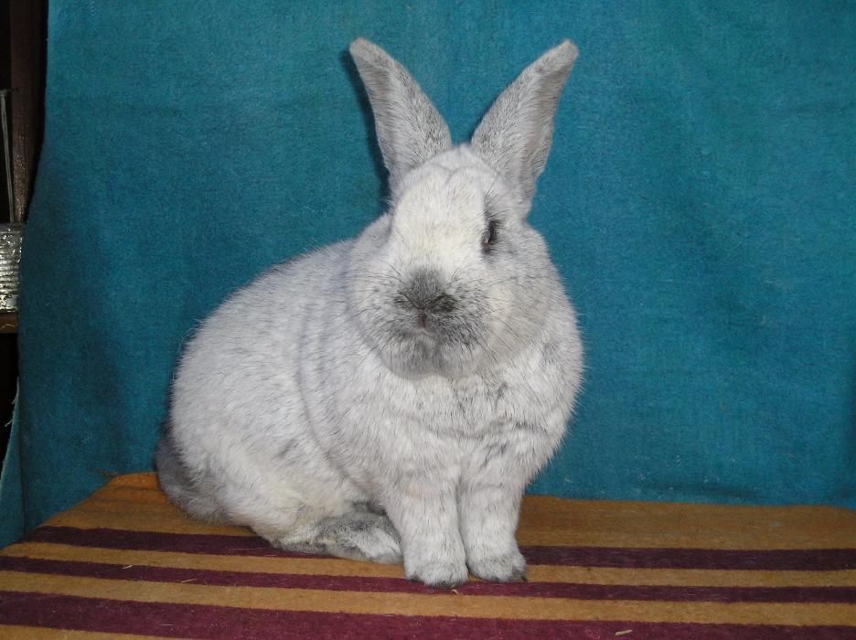 Продам кроликов європейське срібло ,европейские серебро Сумской клуб к