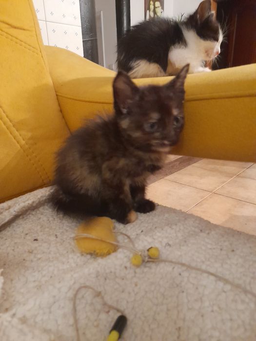 Dou gatinho para adopção