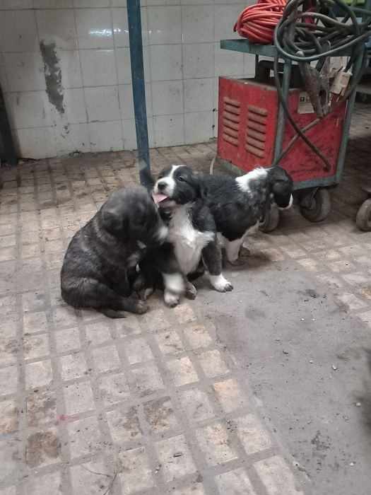 Cães para dar gratis