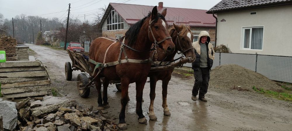 Продам пару коней