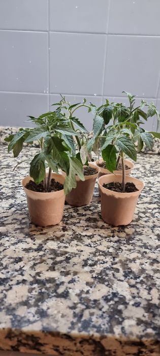 Mudas (pés) tomate valenciano