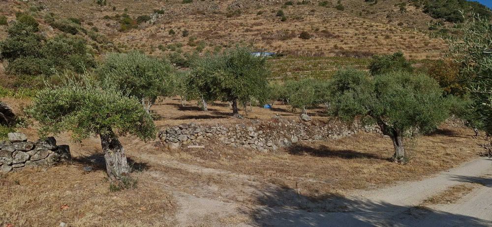 Terreno agrícola no Douro- 1,1 ha com poço, armazém e árvores de fruto
