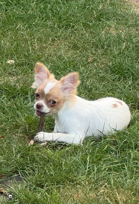 Piesek chiuhuahua długowłosy