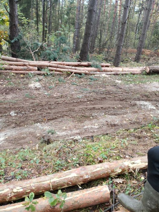 Wycinka, przycinanie i pielęgnacja krzewów pracę porządkowe Częstochowa ...