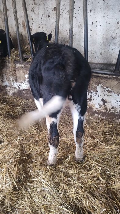 Sprzedam odsadki jałóweczka i byczek