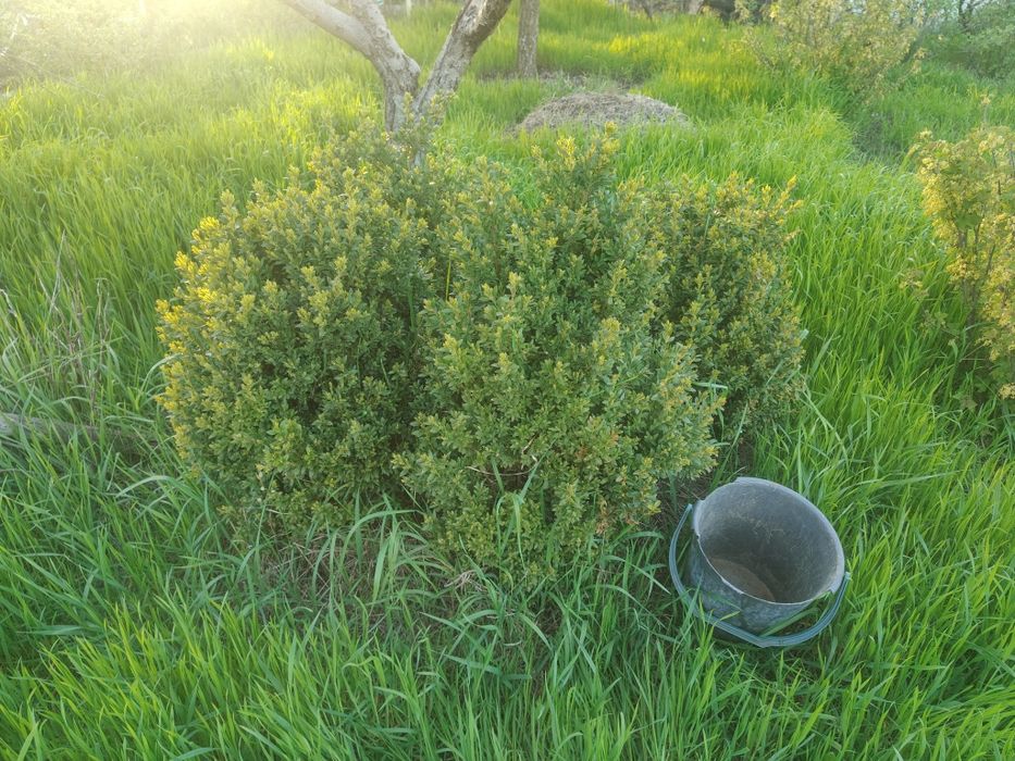 Буксус (самшит) кусти дорослі