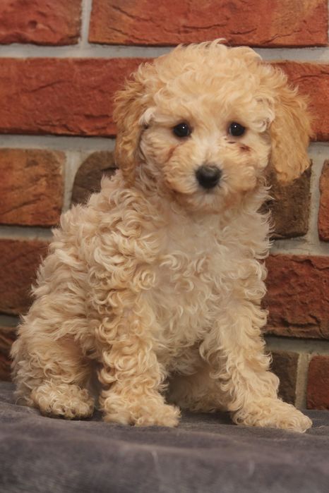 Przepiękna suczka pudel toy/miniatura. Badania genetyczne