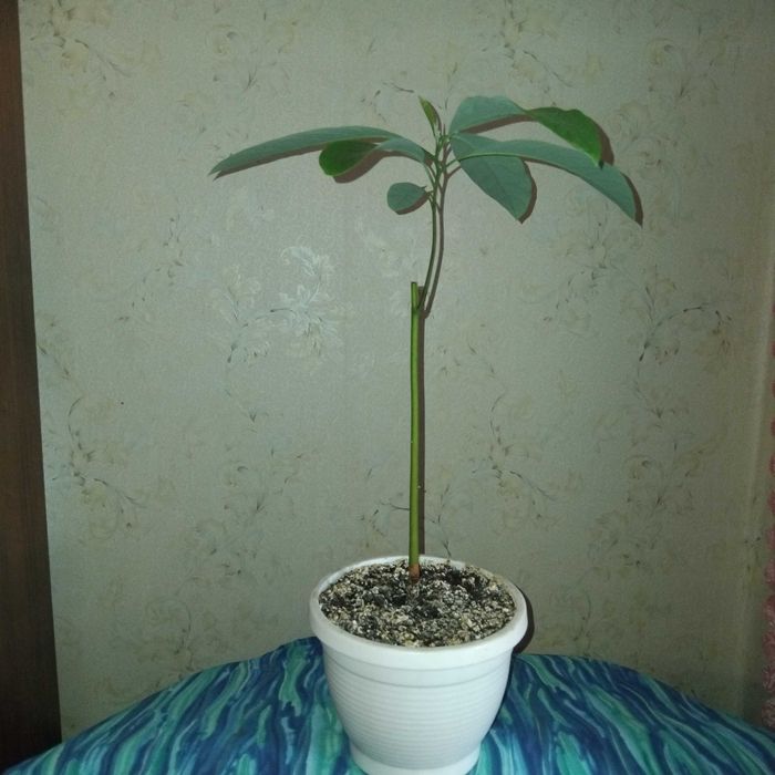 Авокадо вазон, молодий