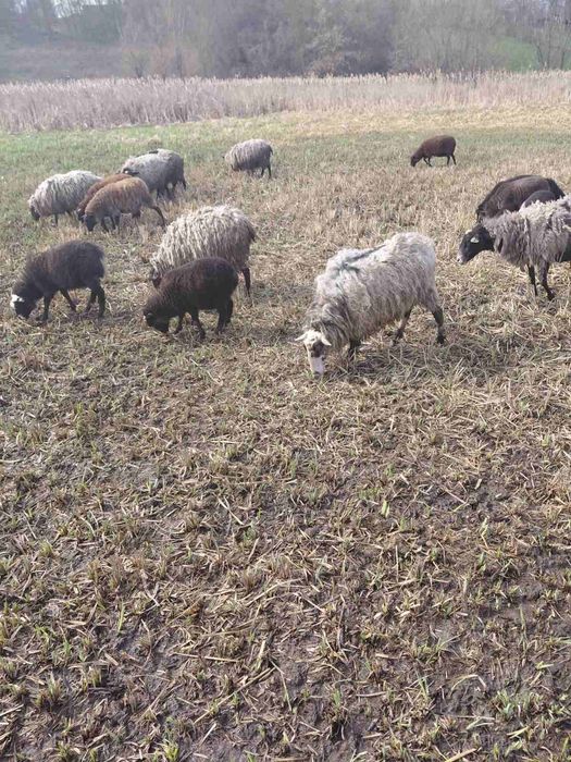 Продаю вівцематки та ягнята