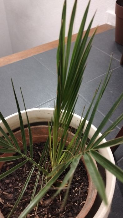 Palmeira em vaso