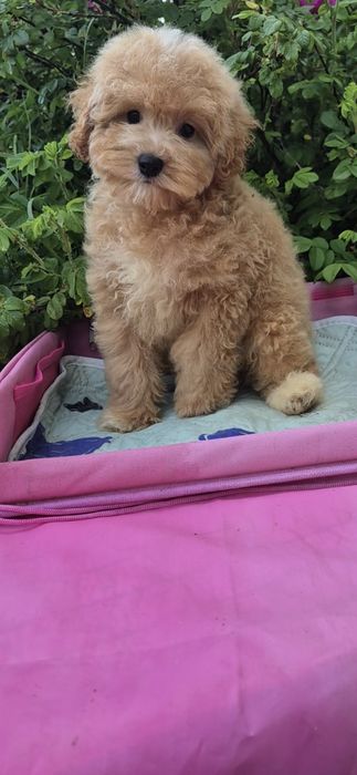 Мальтипу. Хлопчик.