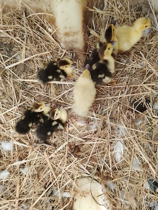 Patos mudos pequenos