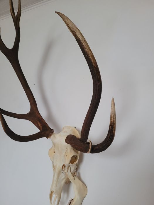 Poroże jelenia wielotykowiec trofeum