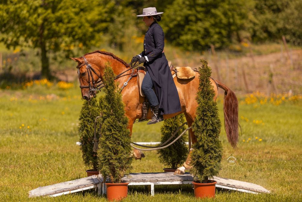Cavalo manso com 10 anos