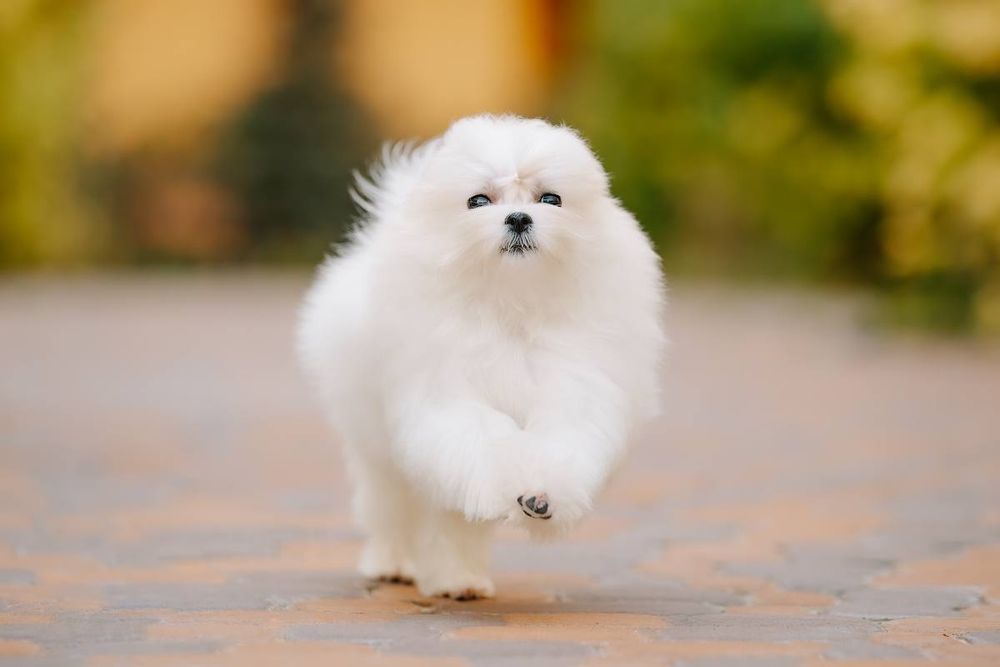 Профессиональный питомник предлагает